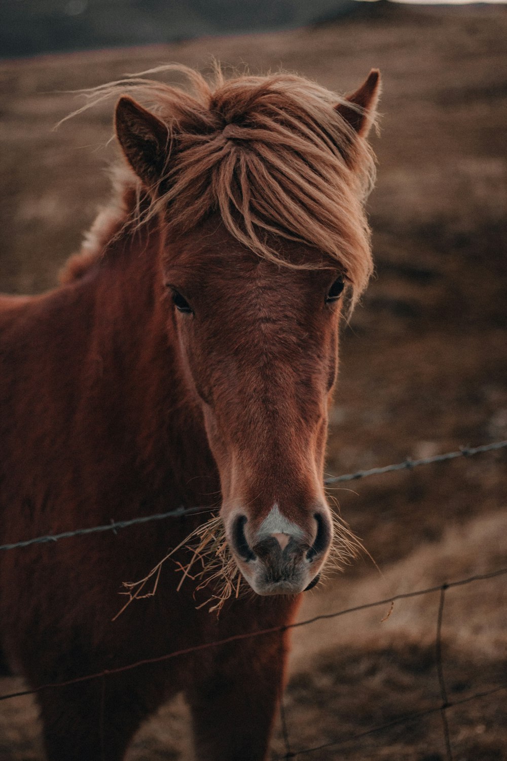 brown horse in cage during daytime