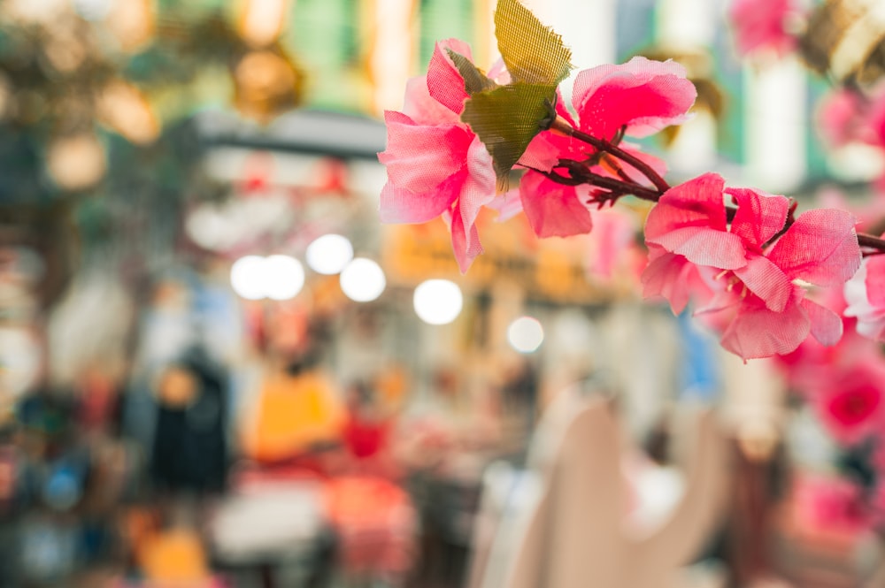 pink and white flower in tilt shift lens