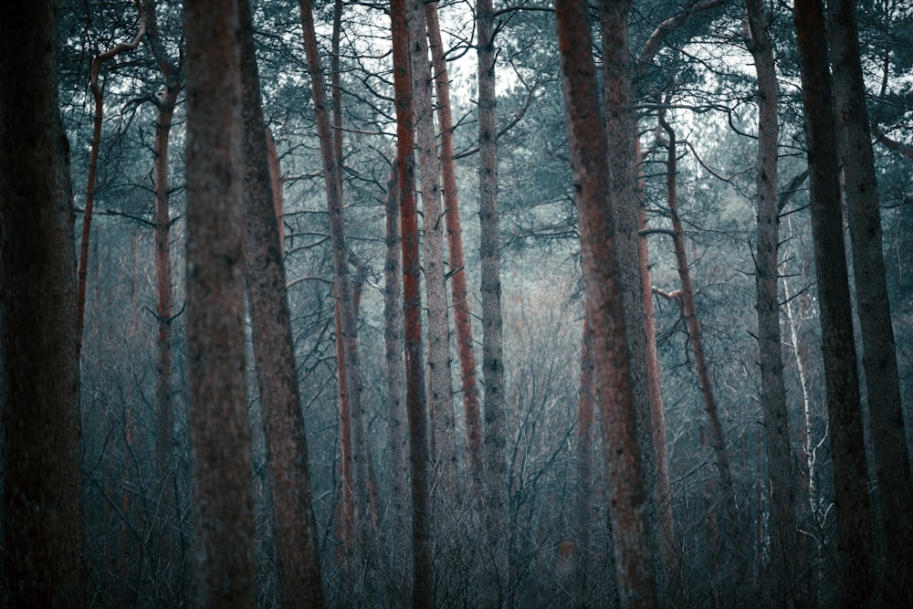 brown bare trees during daytime