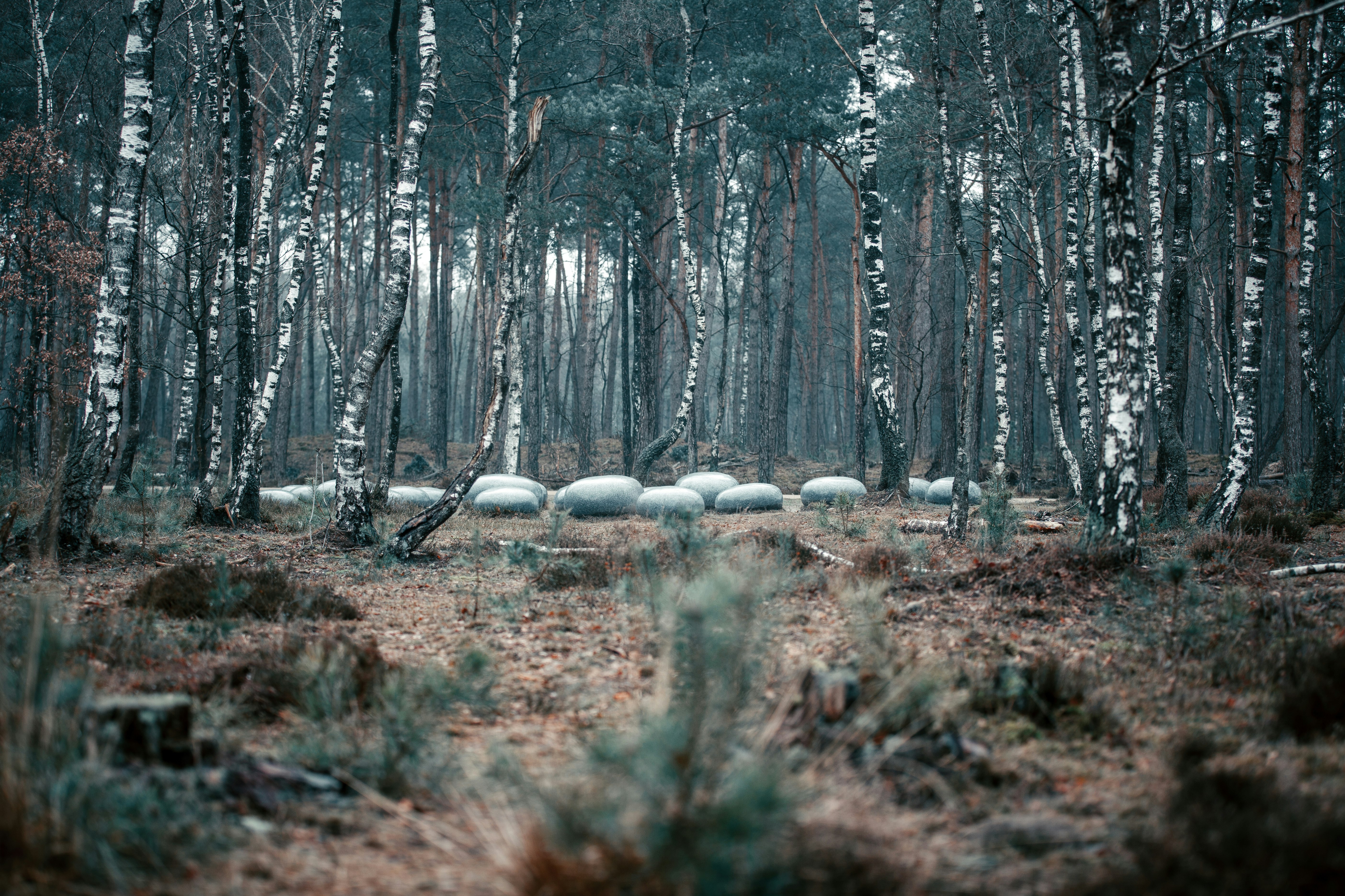 snow covered trees during daytime