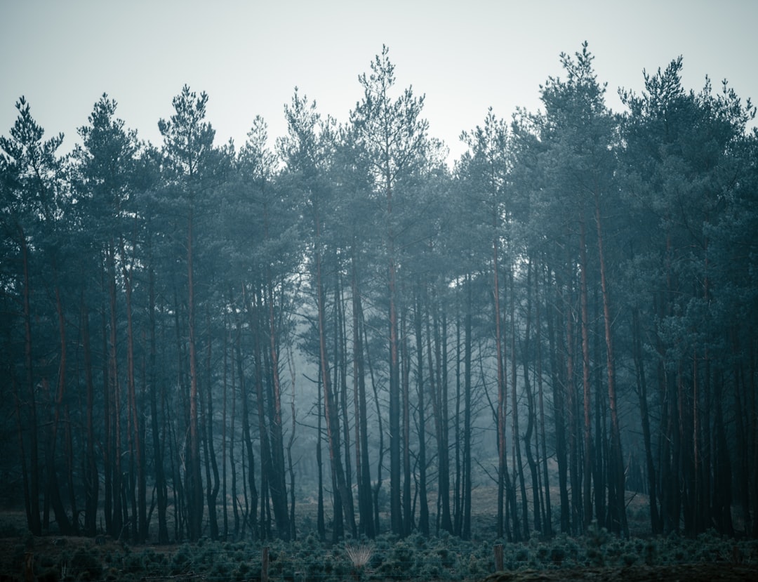 green trees under white sky during daytime