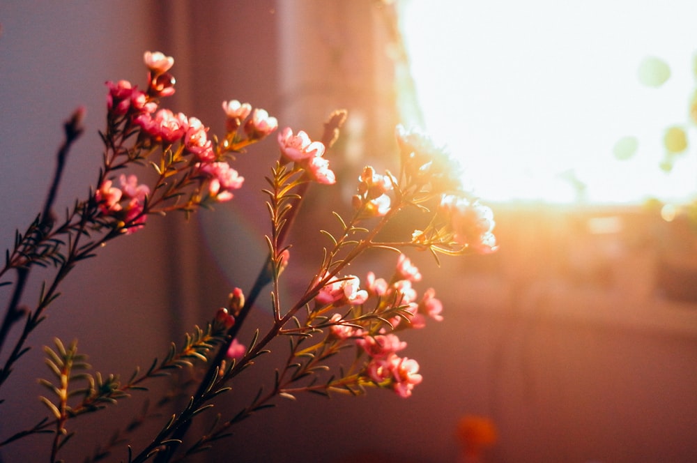 weiße und rosa Blüten tagsüber