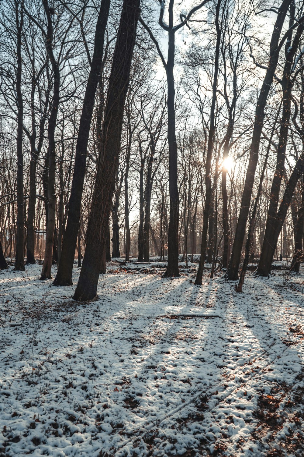 brown trees on snow covered ground during daytime