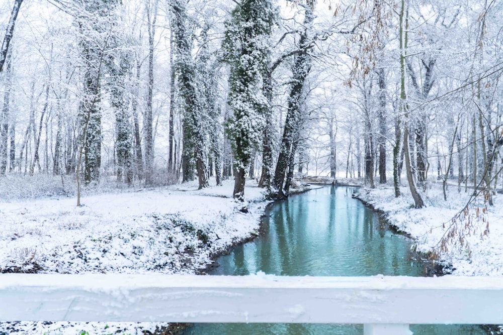 snow covered trees and river during daytime