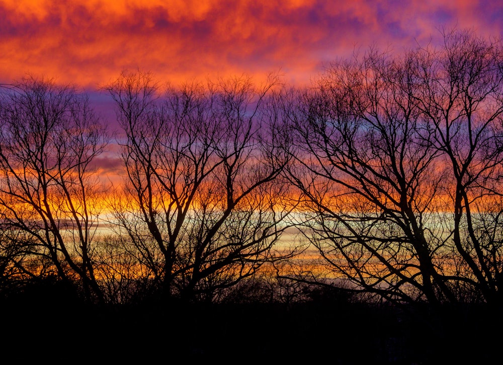 leafless trees under orange sky