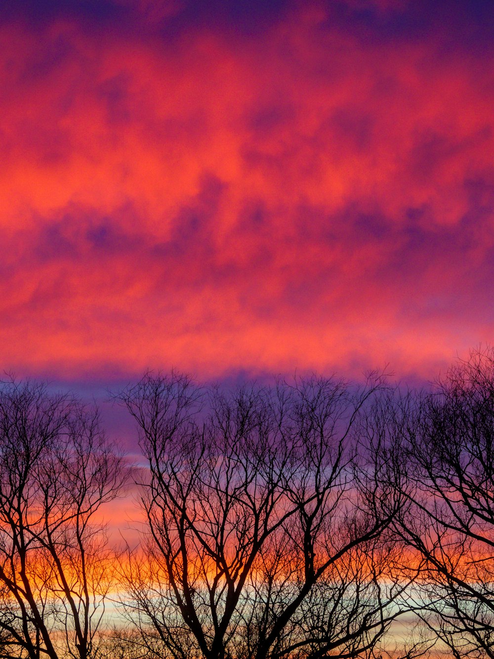 leafless trees under orange and blue sky