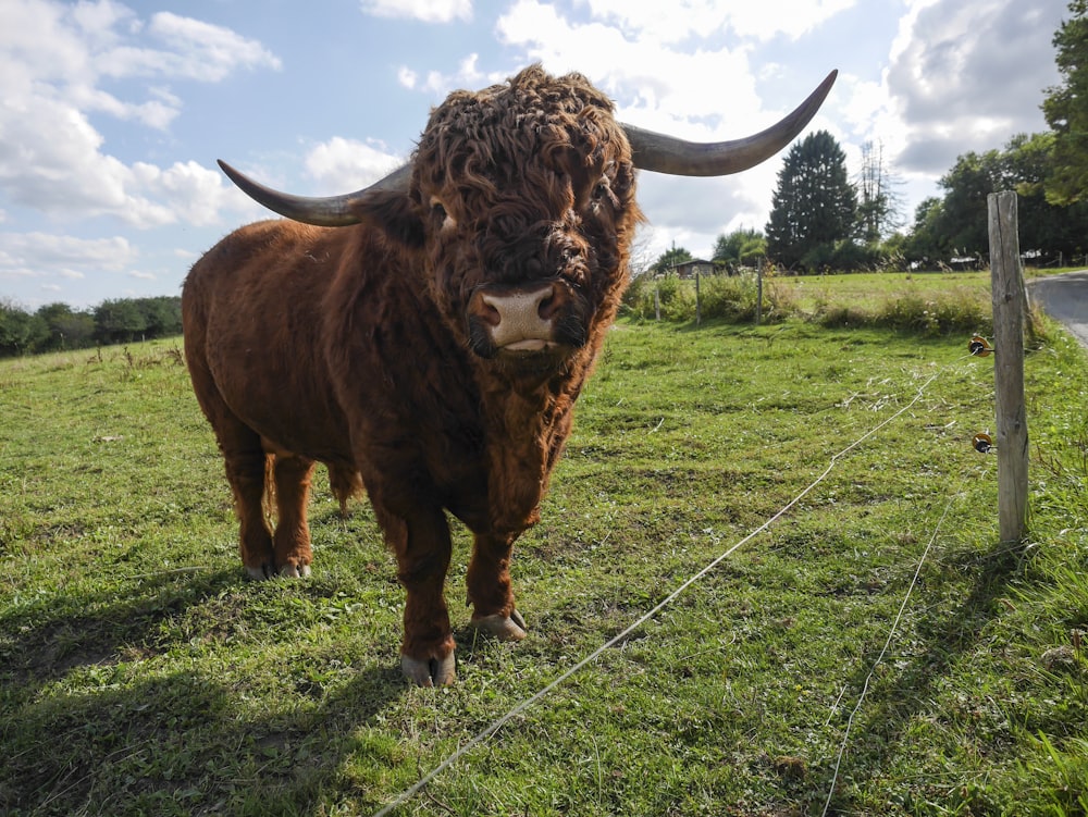 brown cow on green grass field during daytime