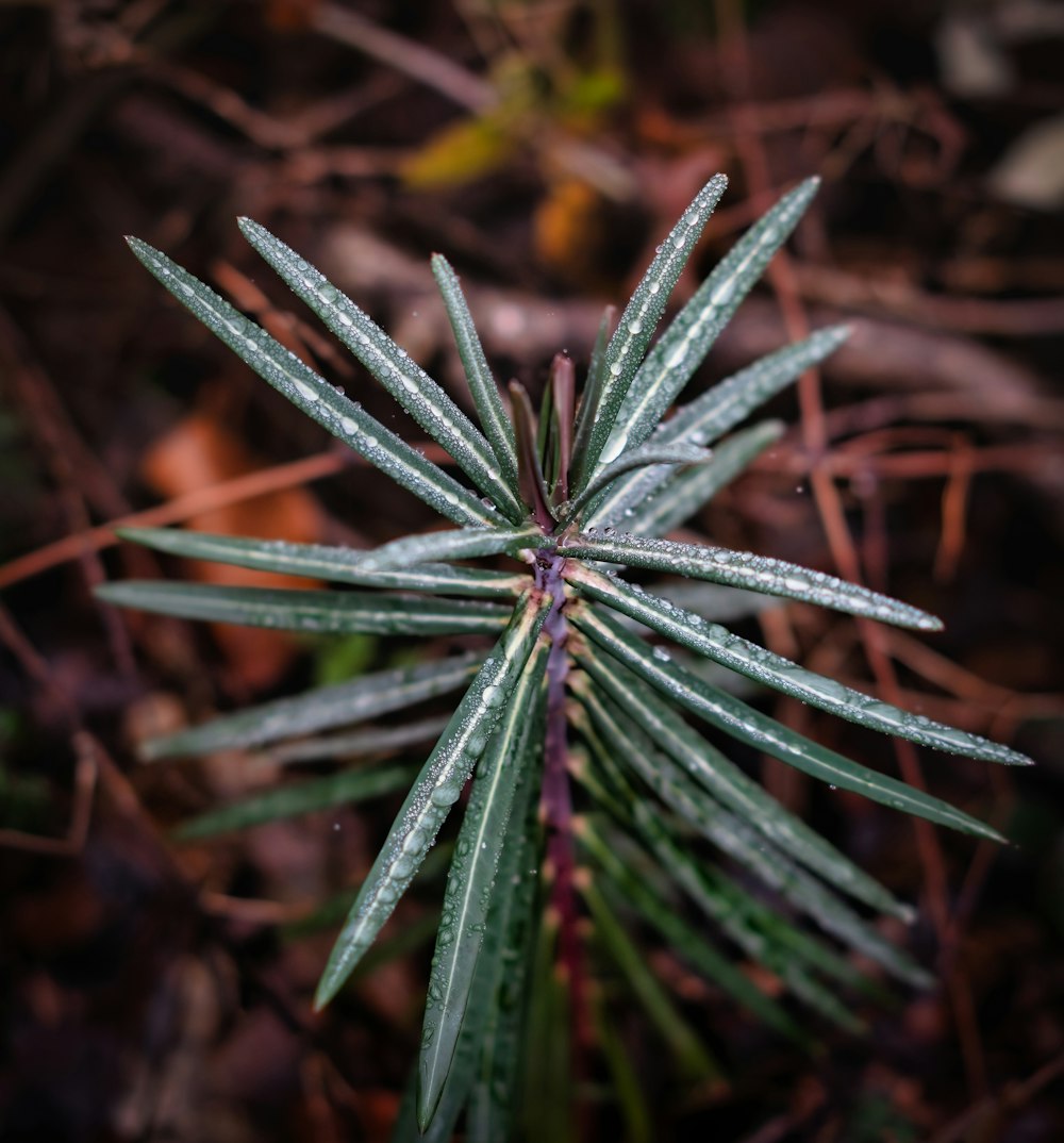 green plant in macro lens