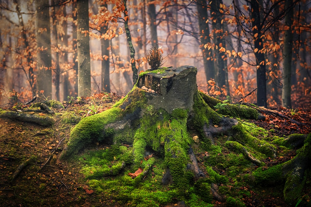 green moss on tree trunk