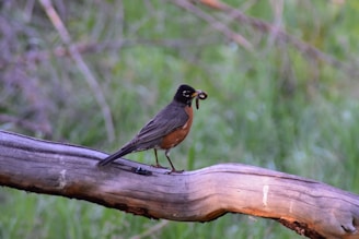 A bird with a dark head and back, reddish-brown belly, perched on a branch with a worm in its beak. The background features a blur of green foliage.