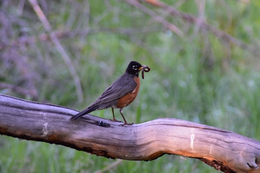 A bird with a dark head and back, reddish-brown belly, perched on a branch with a worm in its beak. The background features a blur of green foliage.