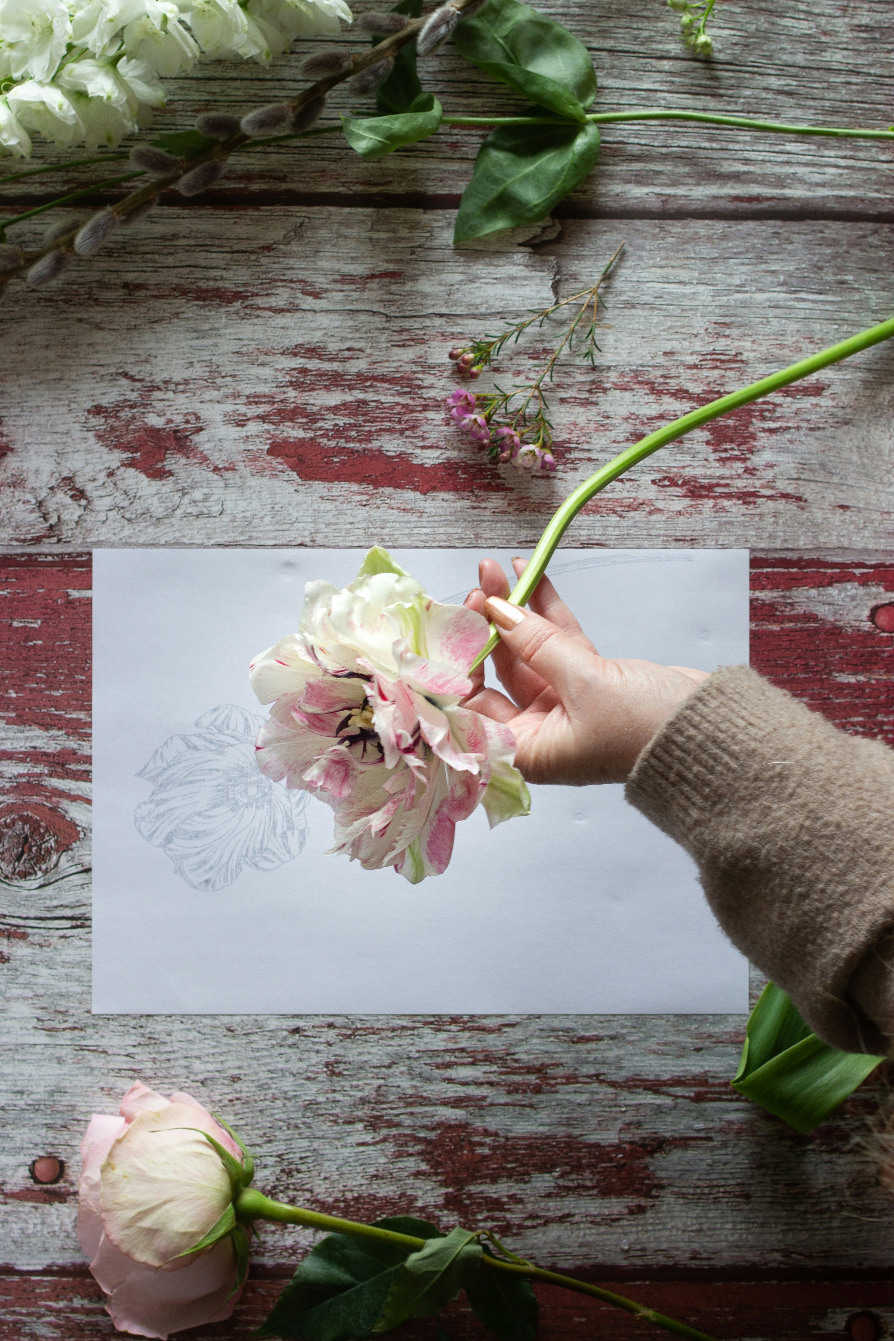 person holding white and pink flower