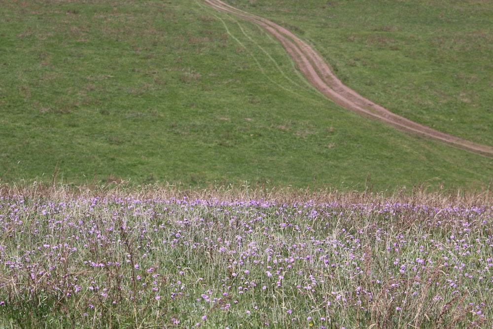 purple flower field during daytime