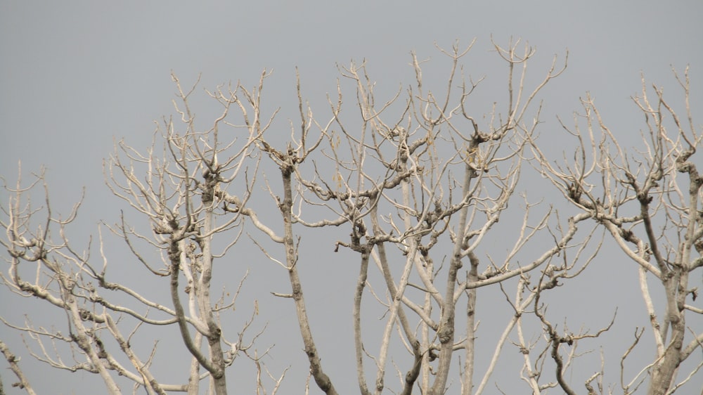 albero senza foglie marrone sotto il cielo blu durante il giorno