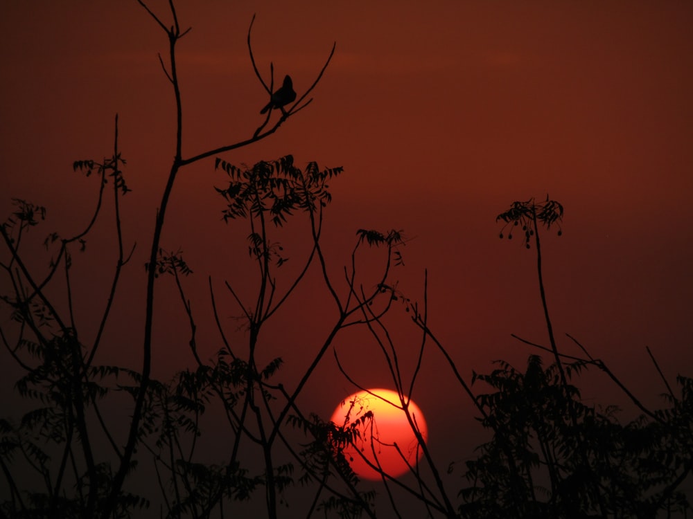 silhouette of tree during sunset