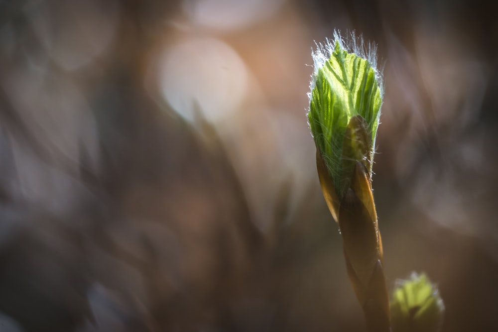 Bouton floral vert et jaune dans une lentille à bascule et décentrement