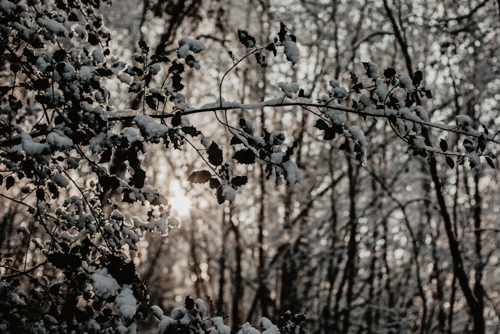 white and brown tree during daytime