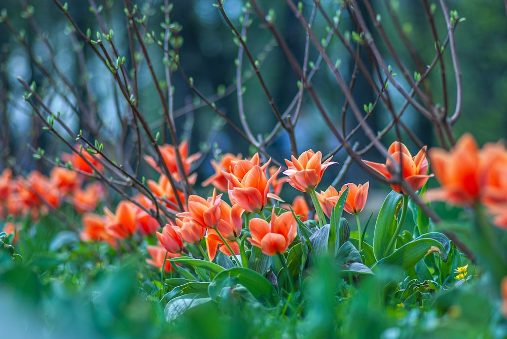 orange flowers with green leaves