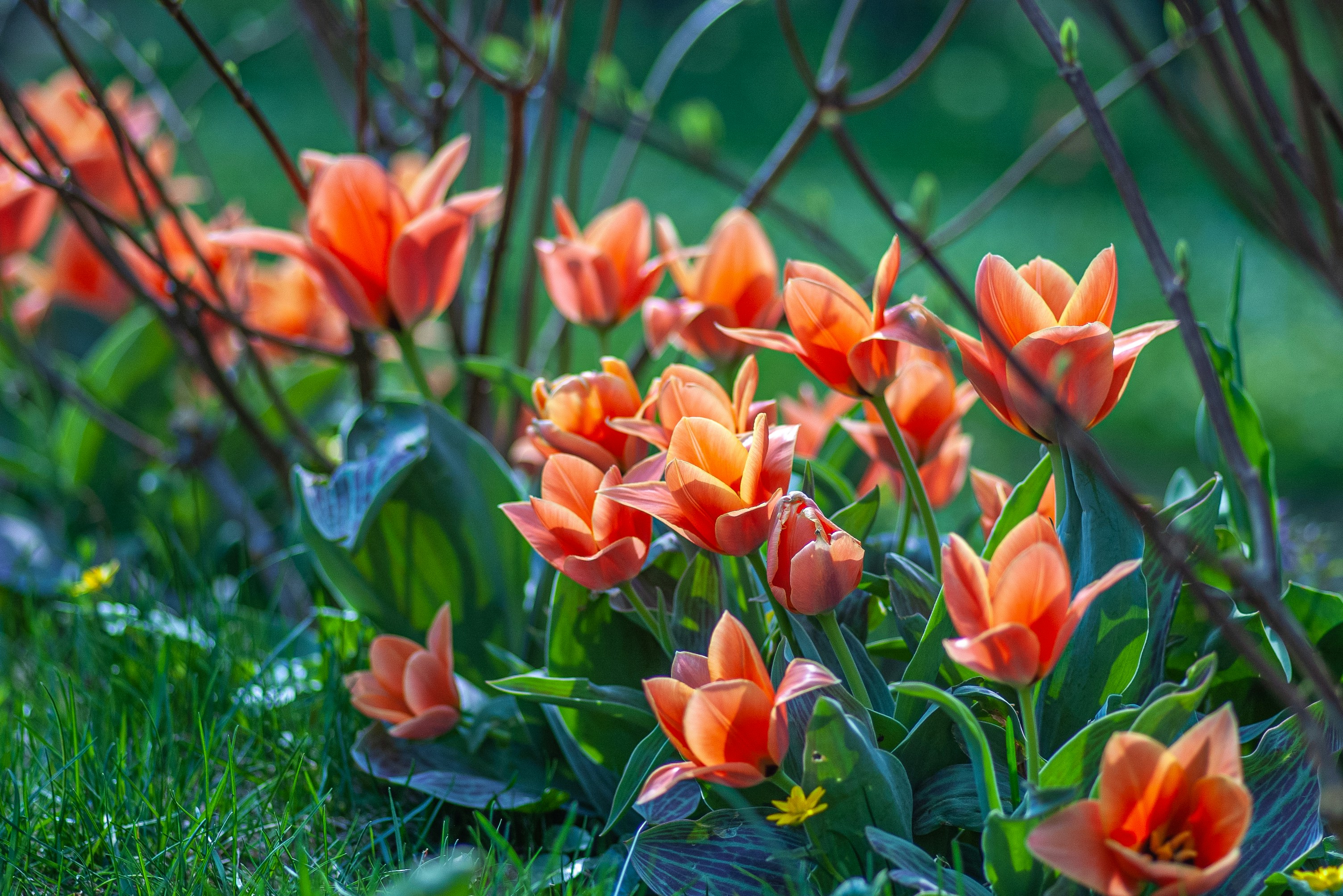 Hands holding several tulip bulbs, ready for planting in garden soil.