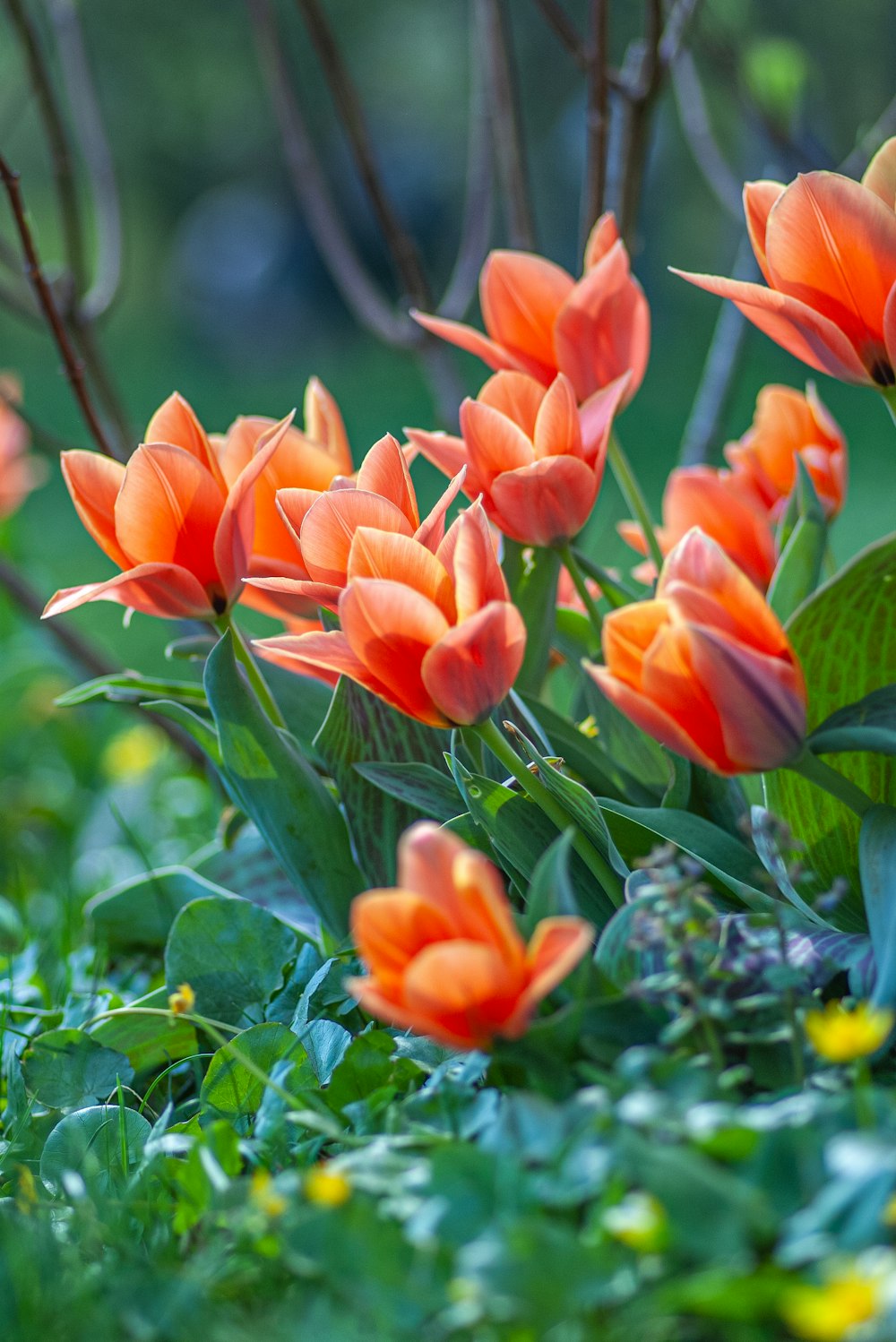 orange flowers with green leaves