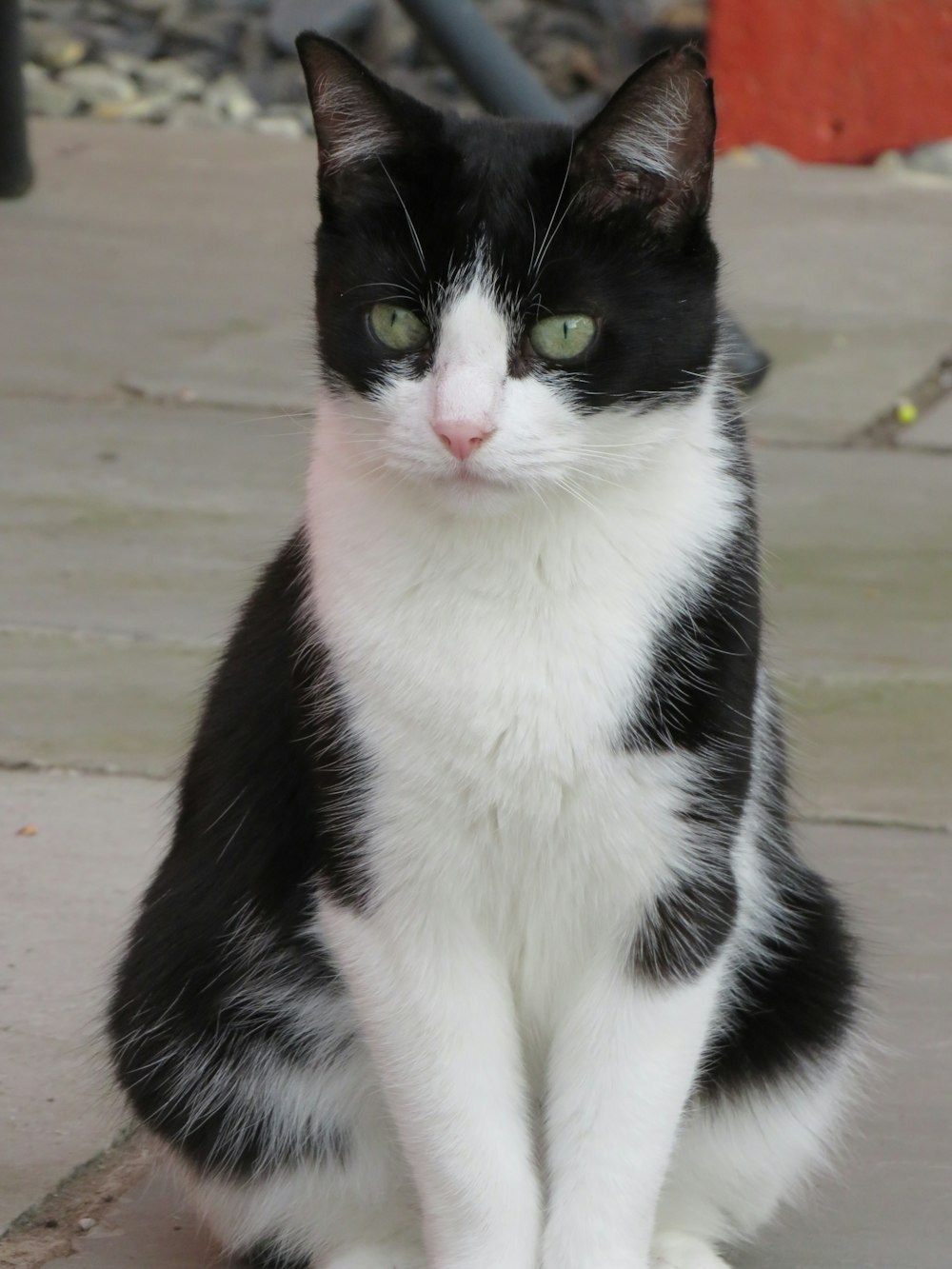 tuxedo cat on brown wooden floor