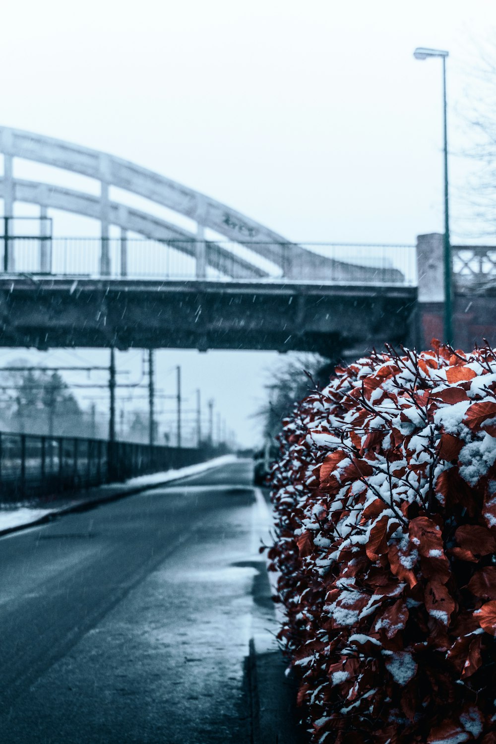 red flowers on gray asphalt road during daytime