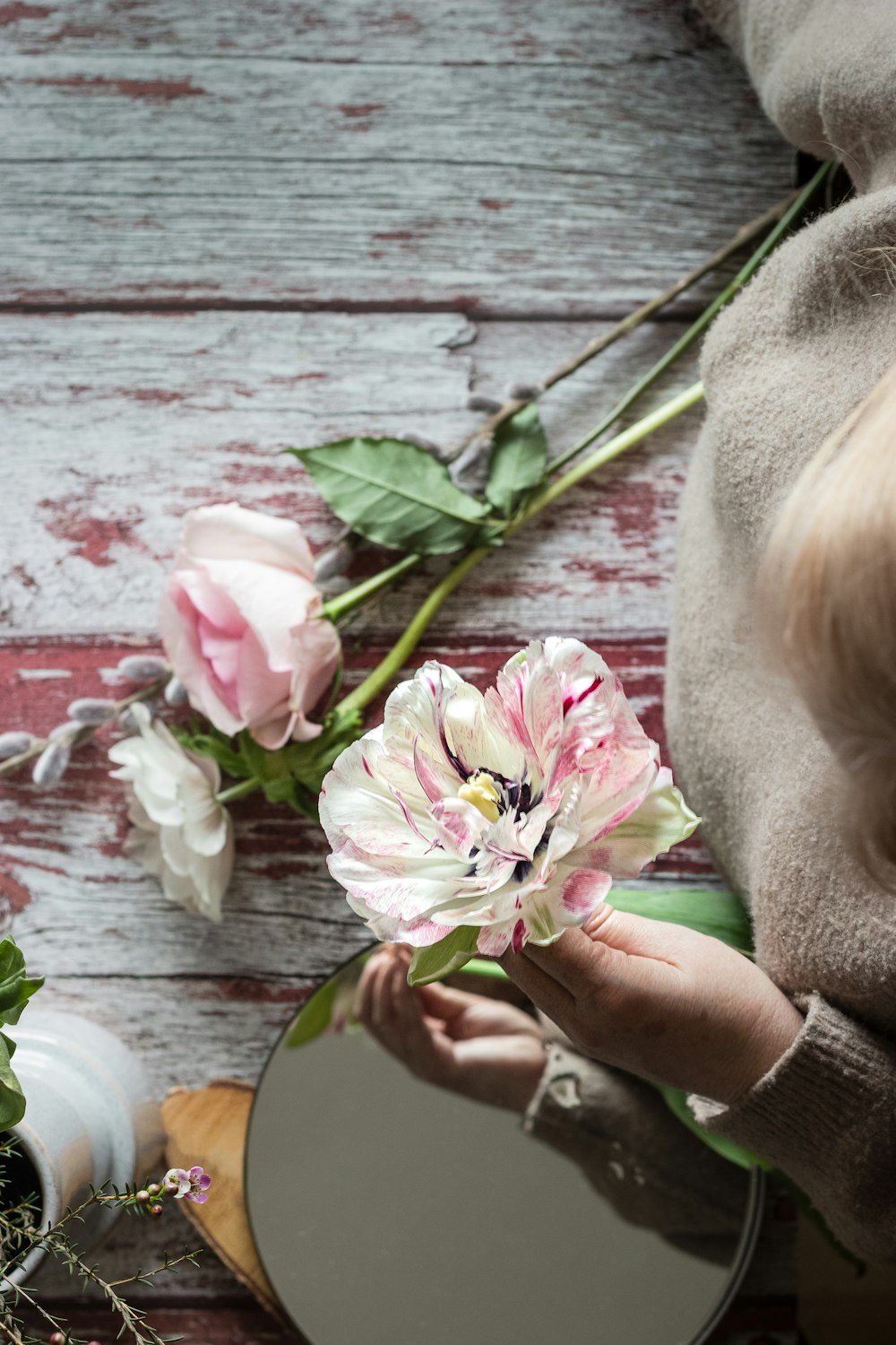 person holding pink and white flower