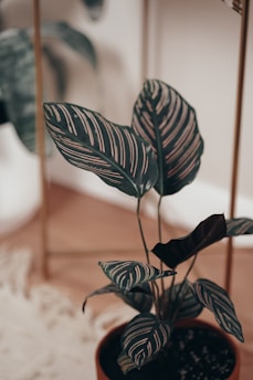 A potted plant with large, dark green leaves showcasing white veins. The pot is placed indoors on a light-colored surface with a soft focus background.