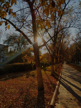 A warm autumn scene of a peaceful garden path lined with colorful leaves and soft sunlight filtering through trees.