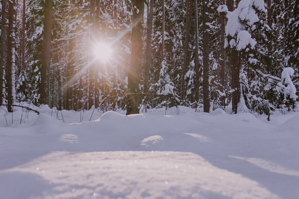 snow covered field and trees during sunrise