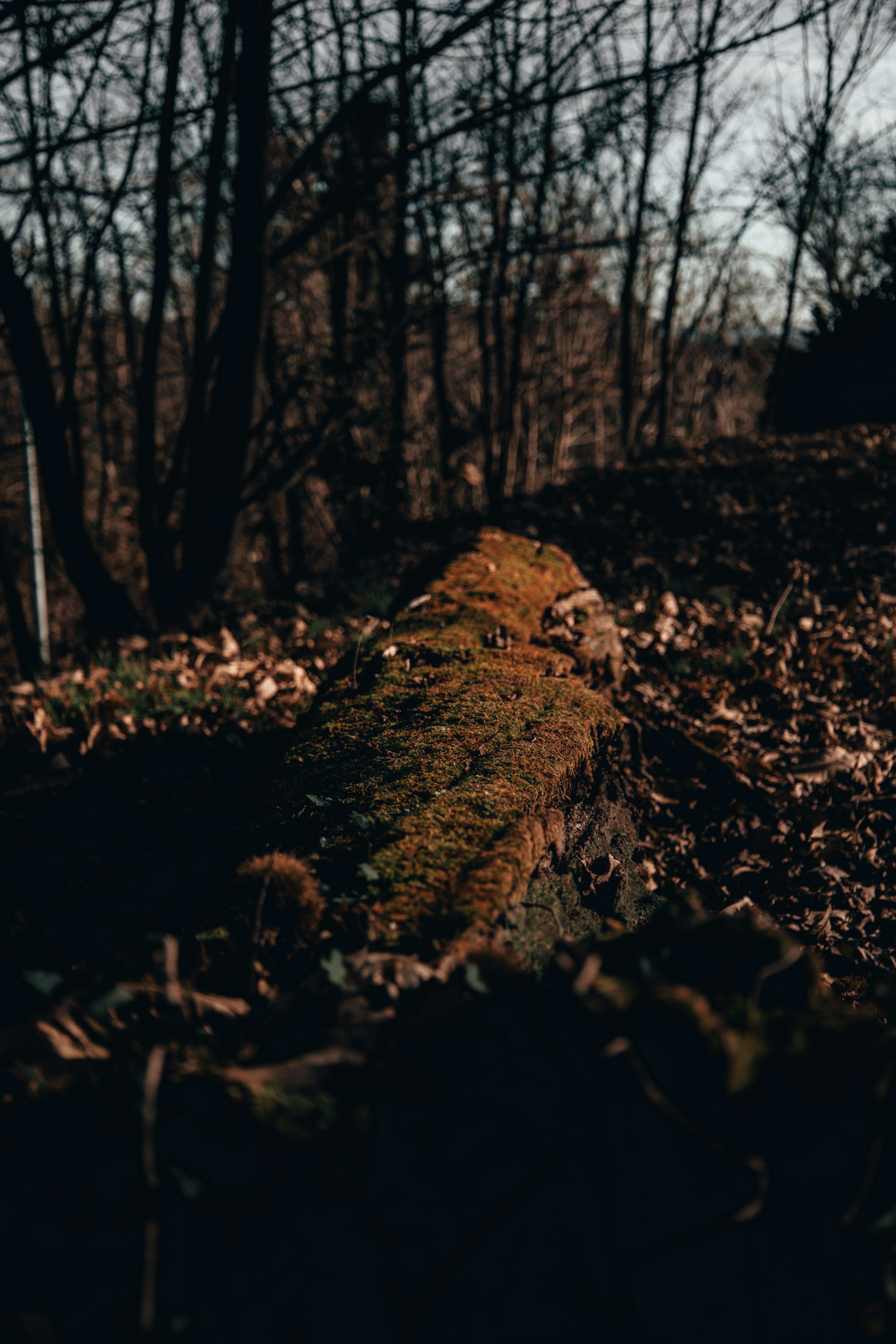 Photo by tom_bressolles