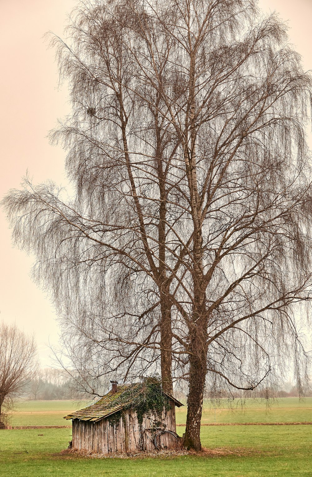 bare trees under blue sky during daytime