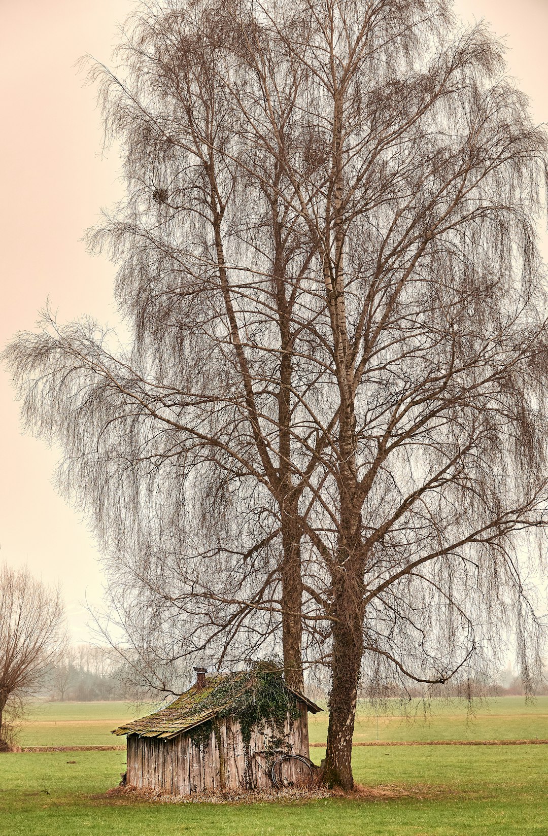 bare trees under blue sky during daytime