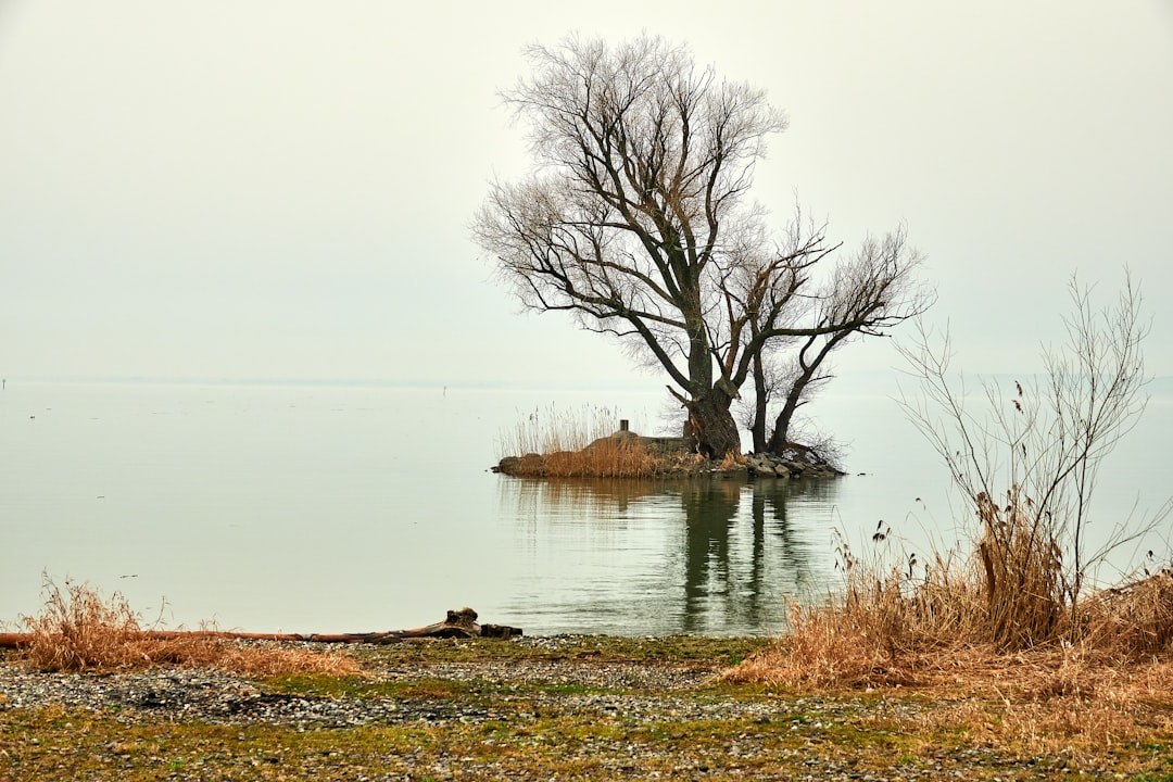 brown leafless tree near lake