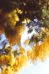 green and brown tree during daytime