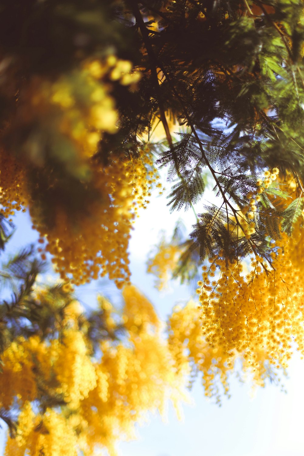 green and brown tree during daytime