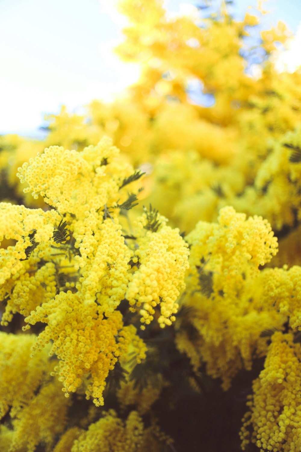 fleur jaune en gros plan photographie