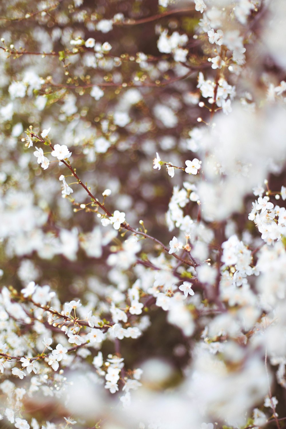 white cherry blossom in close up photography