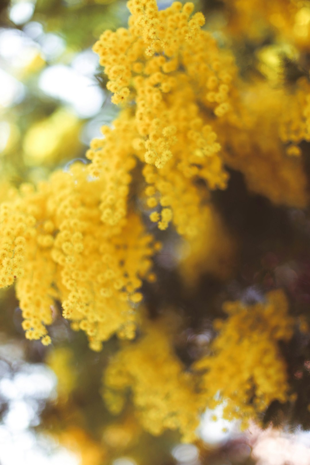 yellow and brown tree leaves