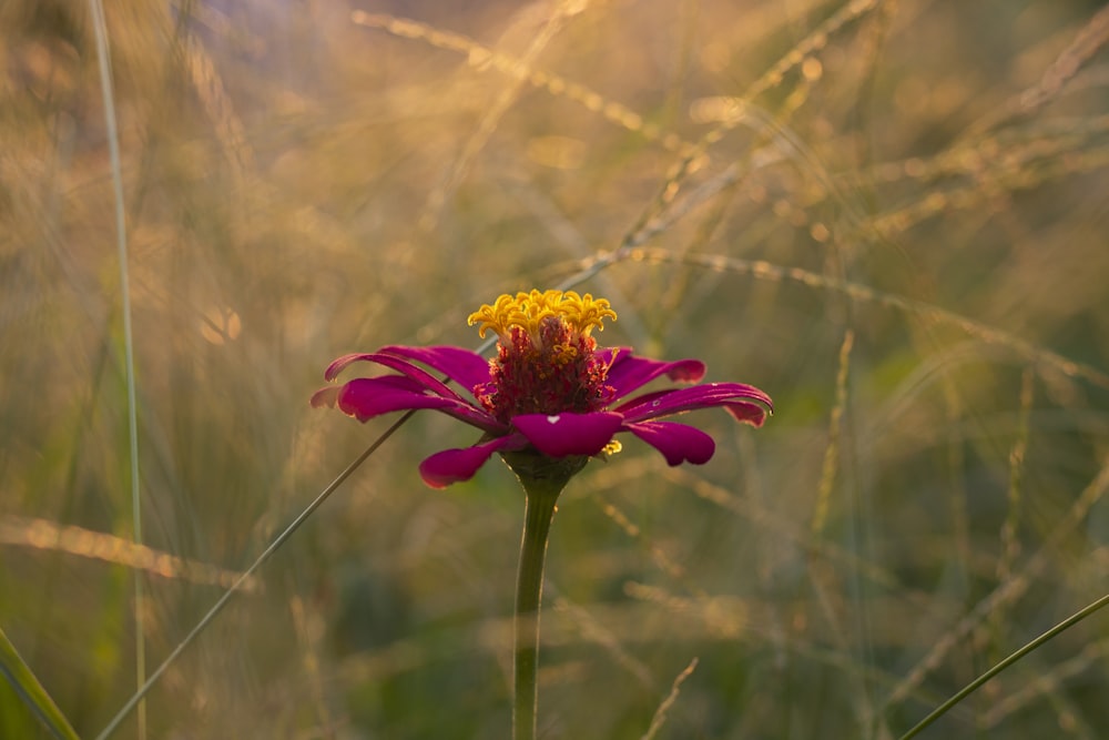 pink flower in tilt shift lens