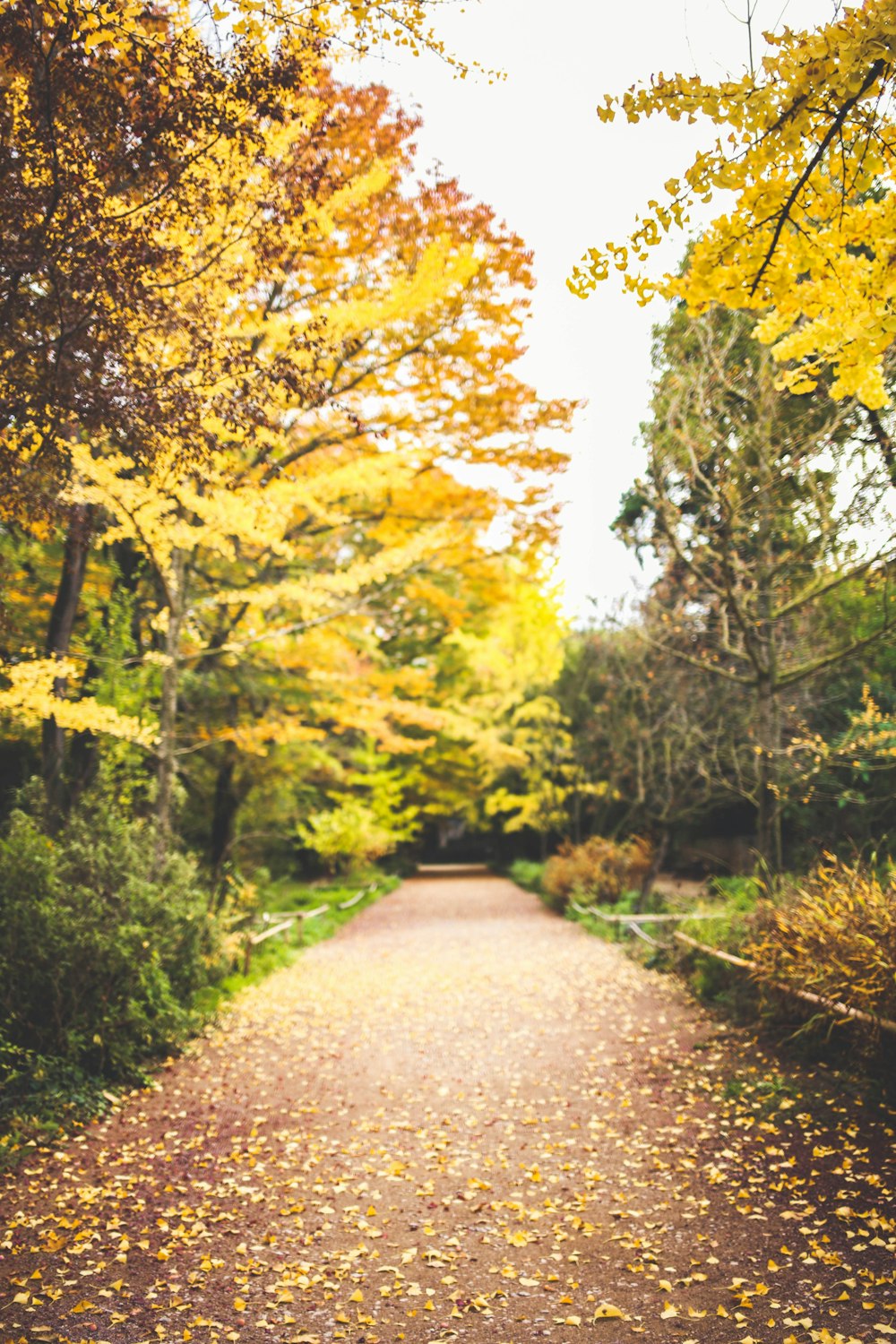 gray concrete road between green trees during daytime