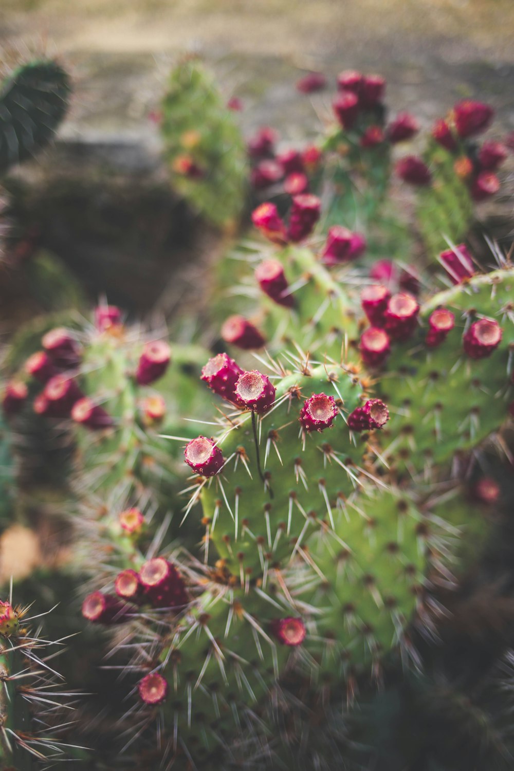 pink flowers with green leaves