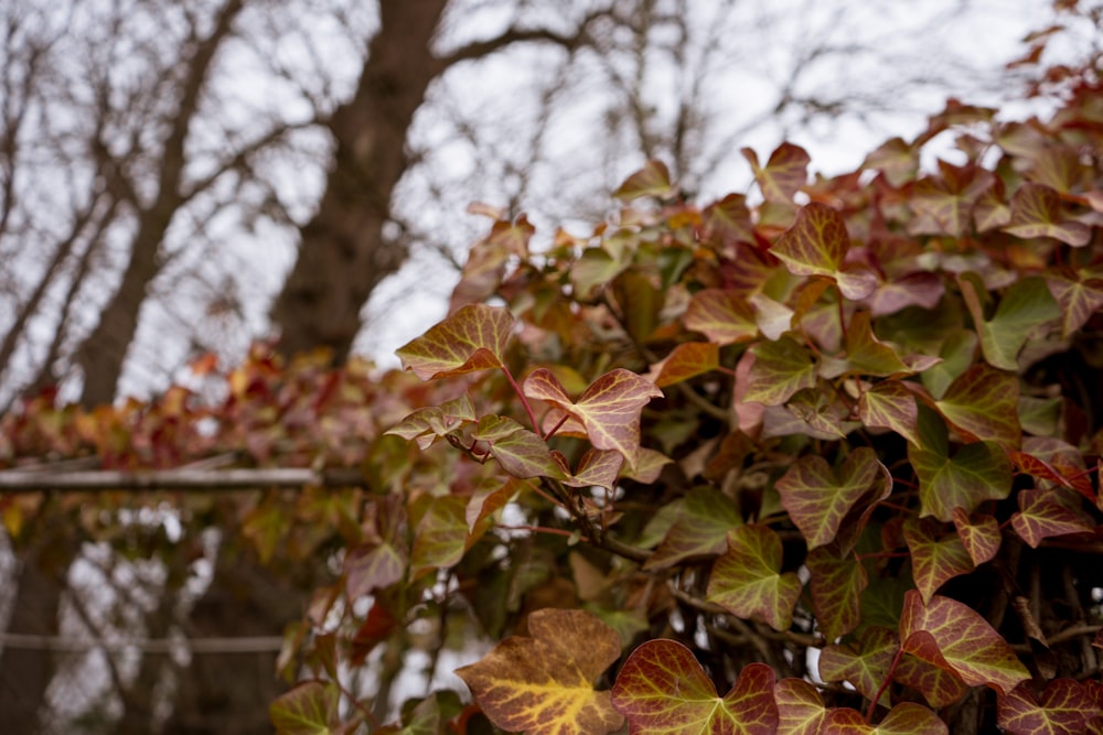 brown and green leaves during daytime