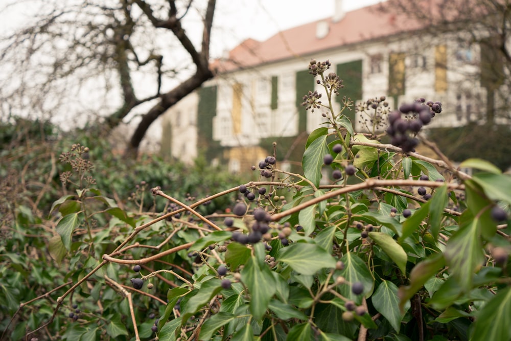 green plant with green leaves