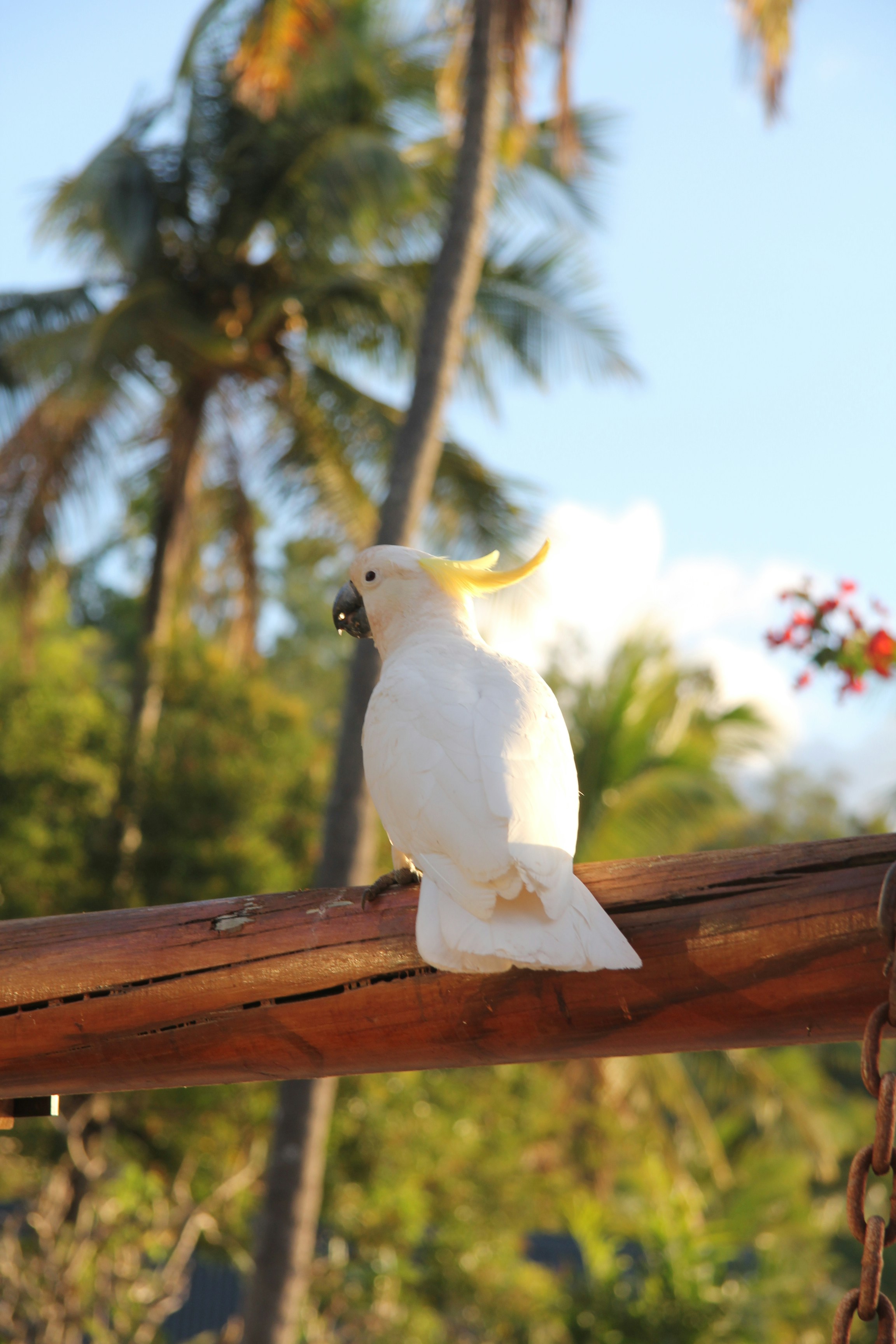 white bird on brown wooden fence during daytime