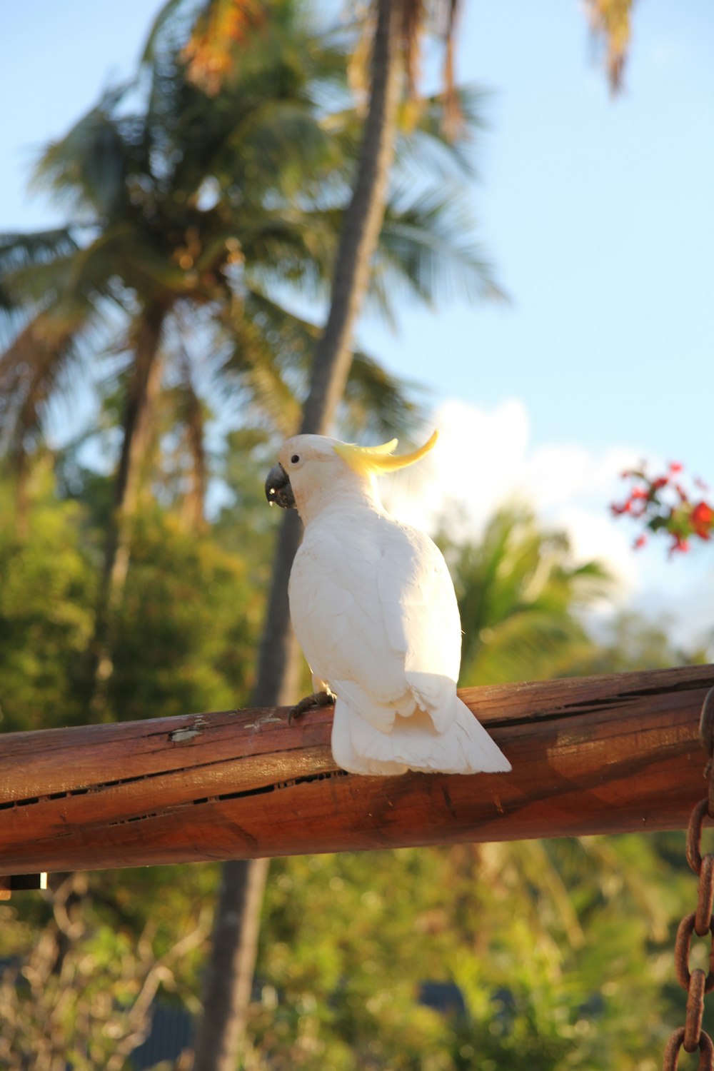 white bird on brown wooden fence during daytime