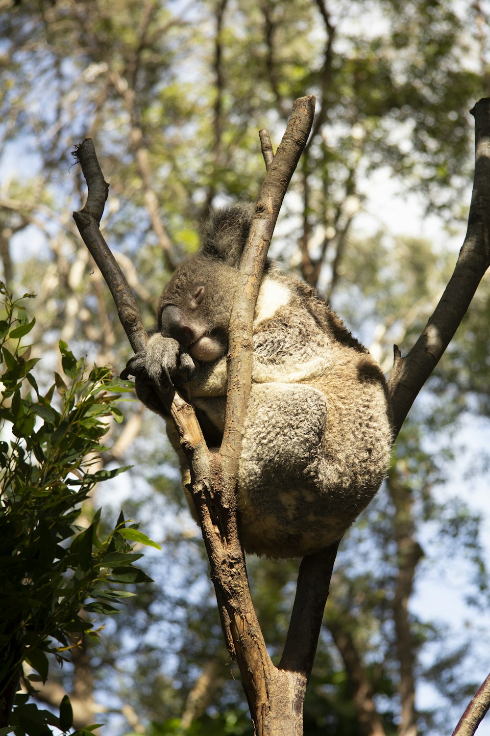 koala bear on tree during daytime