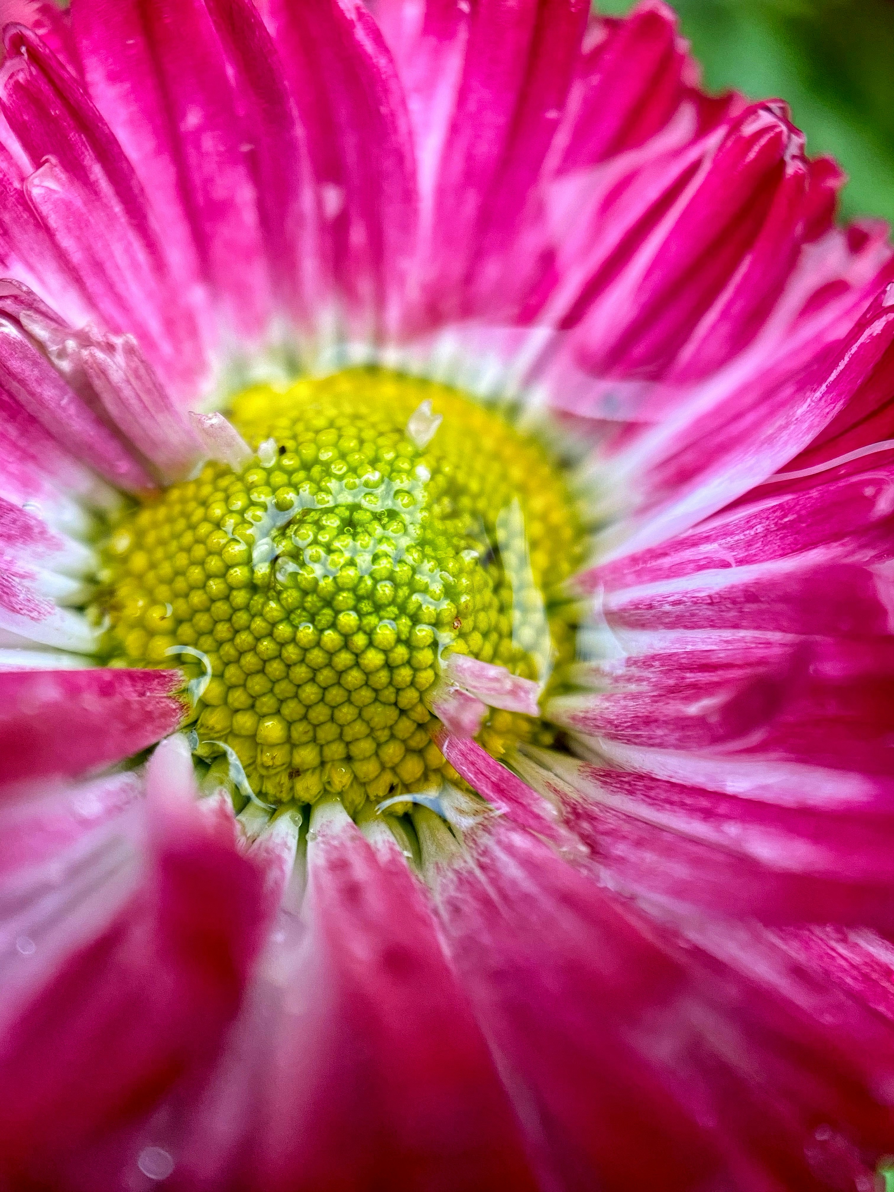 Photo by porreca_cesar