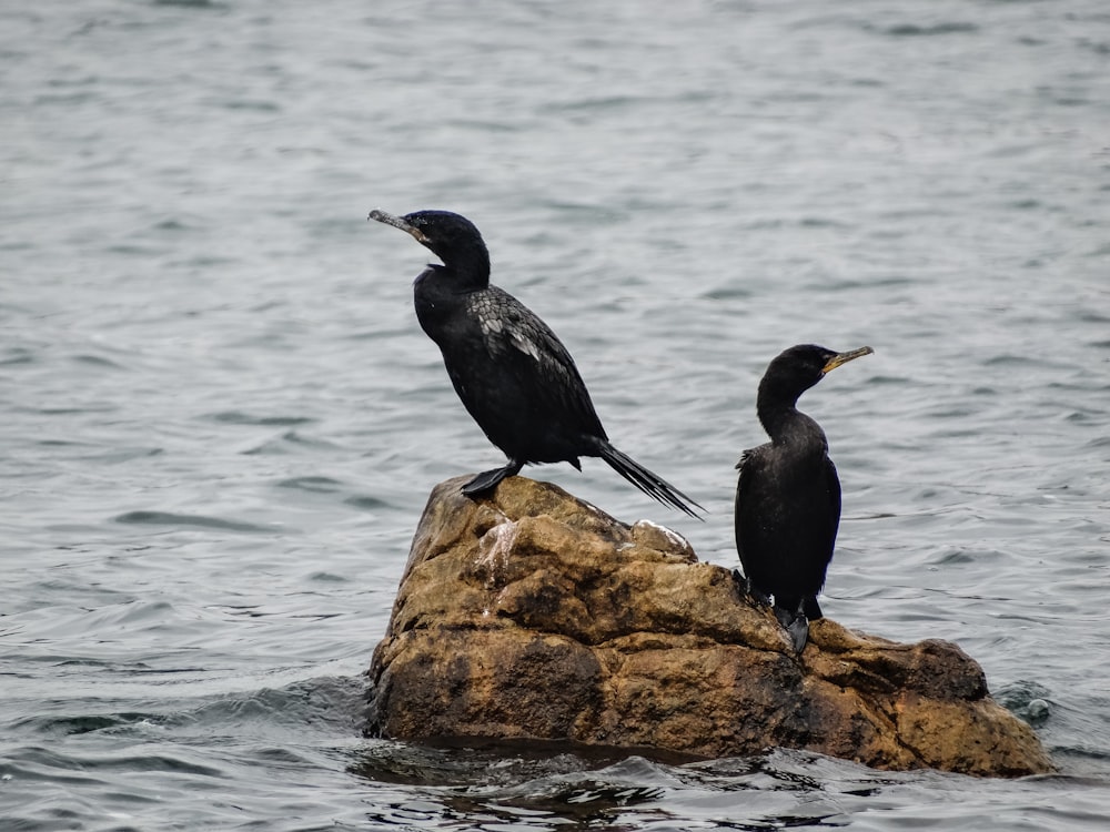 日中の水域近くの茶色の岩の上の黒い鳥