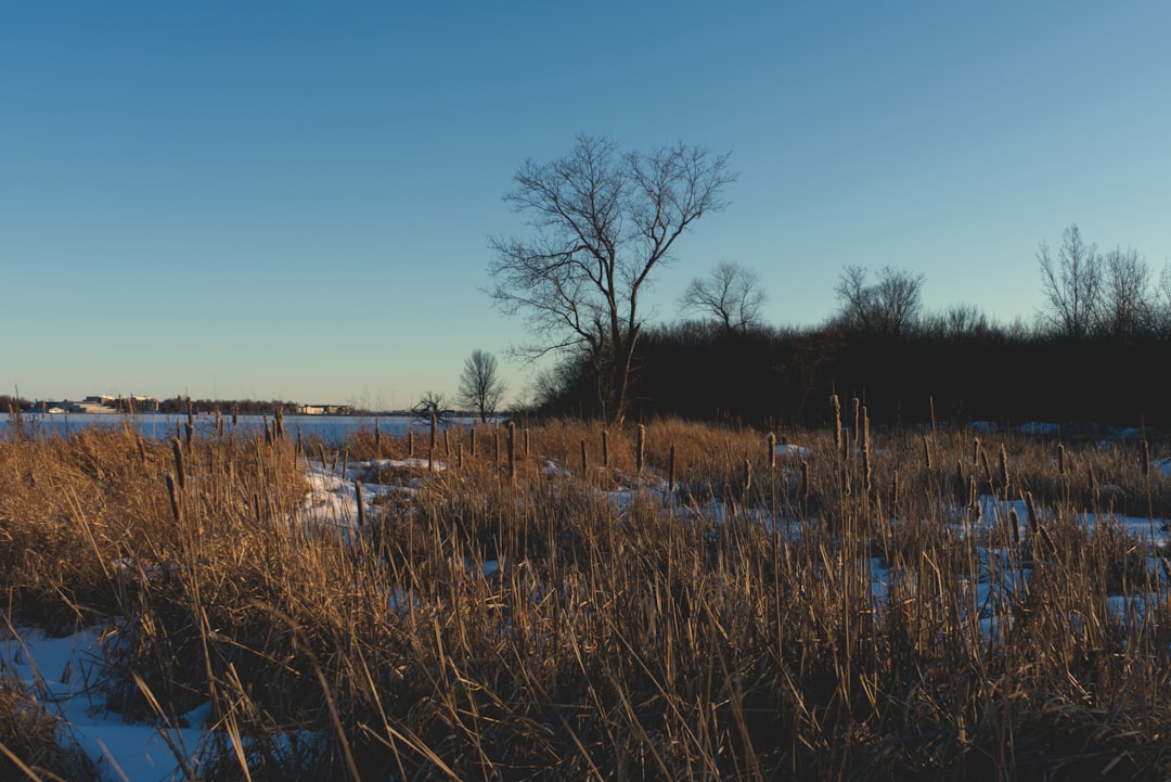 brown grass near body of water during daytime